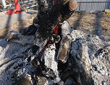 桃狩り・ぶどう狩りなら山梨県勝沼の理想園