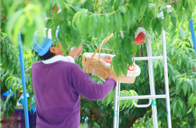 山梨の桃