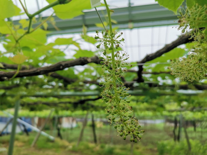 デラウエアの花