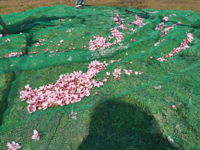 桃の花粉集め