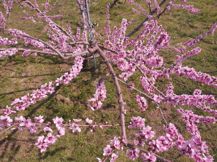 桃の花理想園２