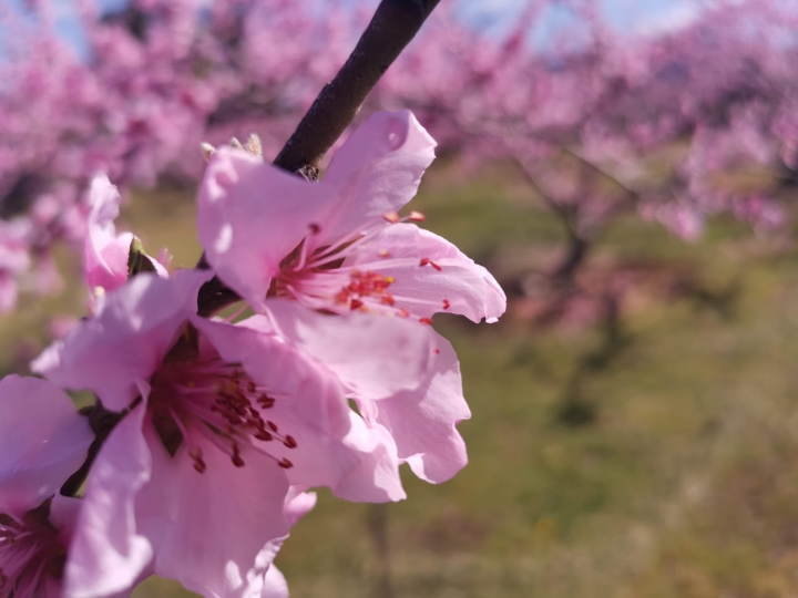 桃の花