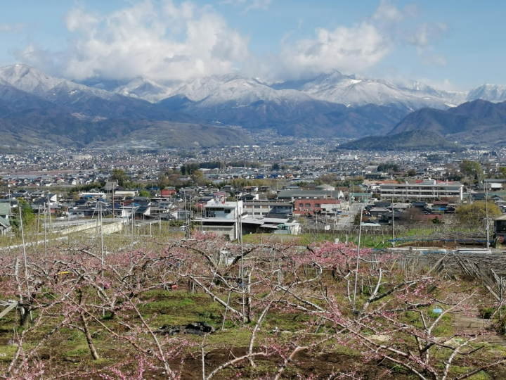 4月の桃の畑風景