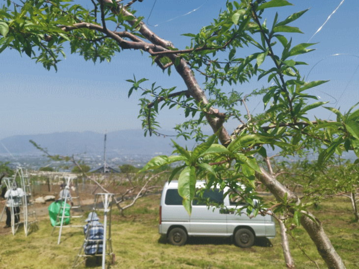 5月の桃の畑での作業風景