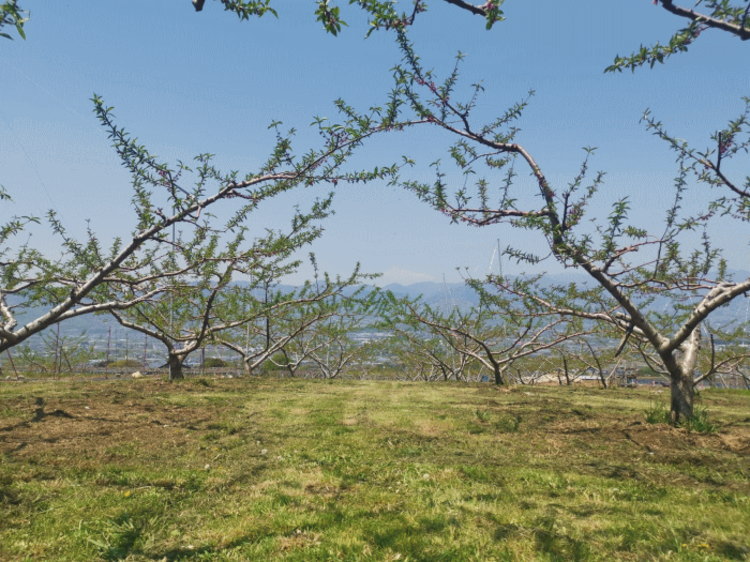 5月の桃の畑