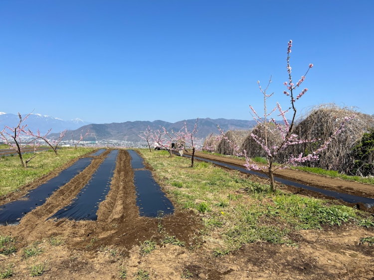 理想園トウモロコシ畑