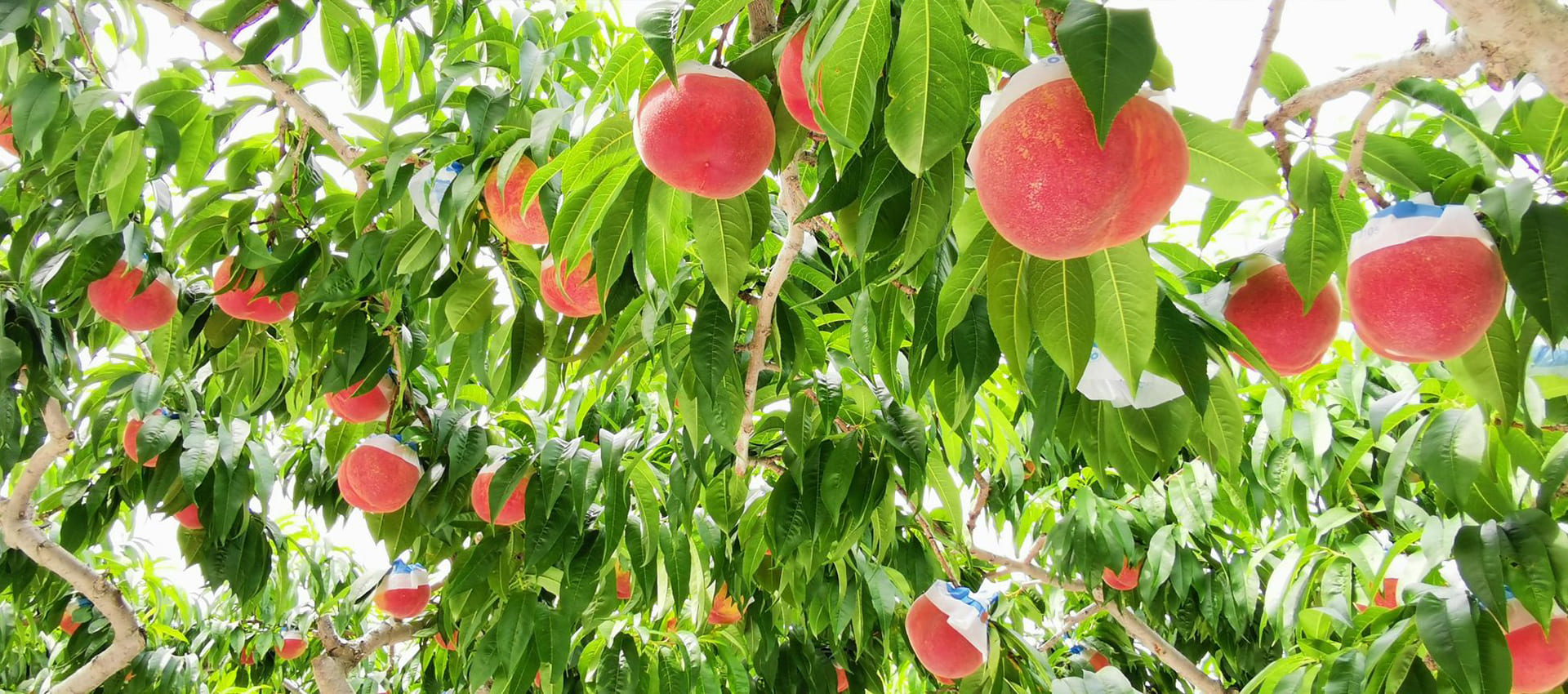 理想園の桃