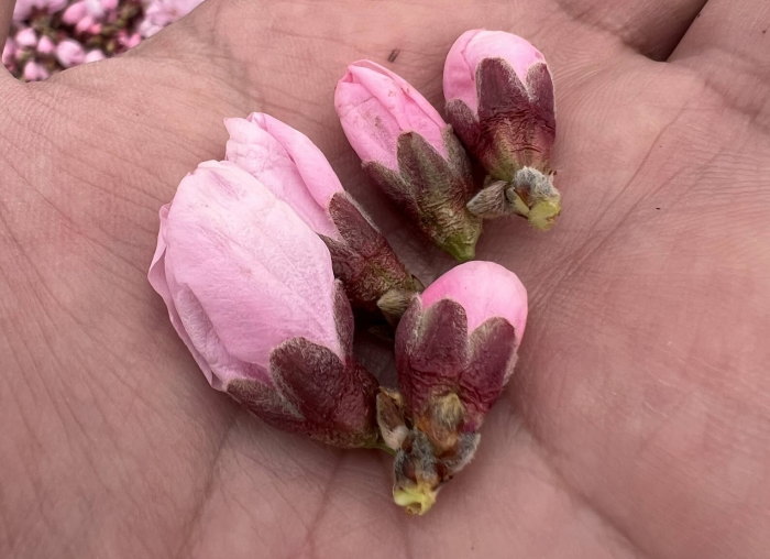 風船状に膨らんだ桃の花