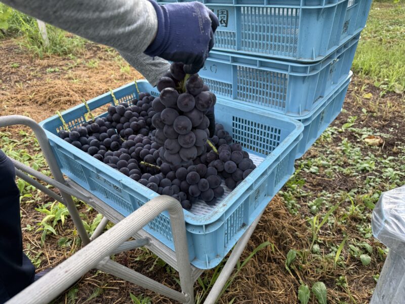 収穫コンテナにいっぱいの藤稔を持ち上げる作業